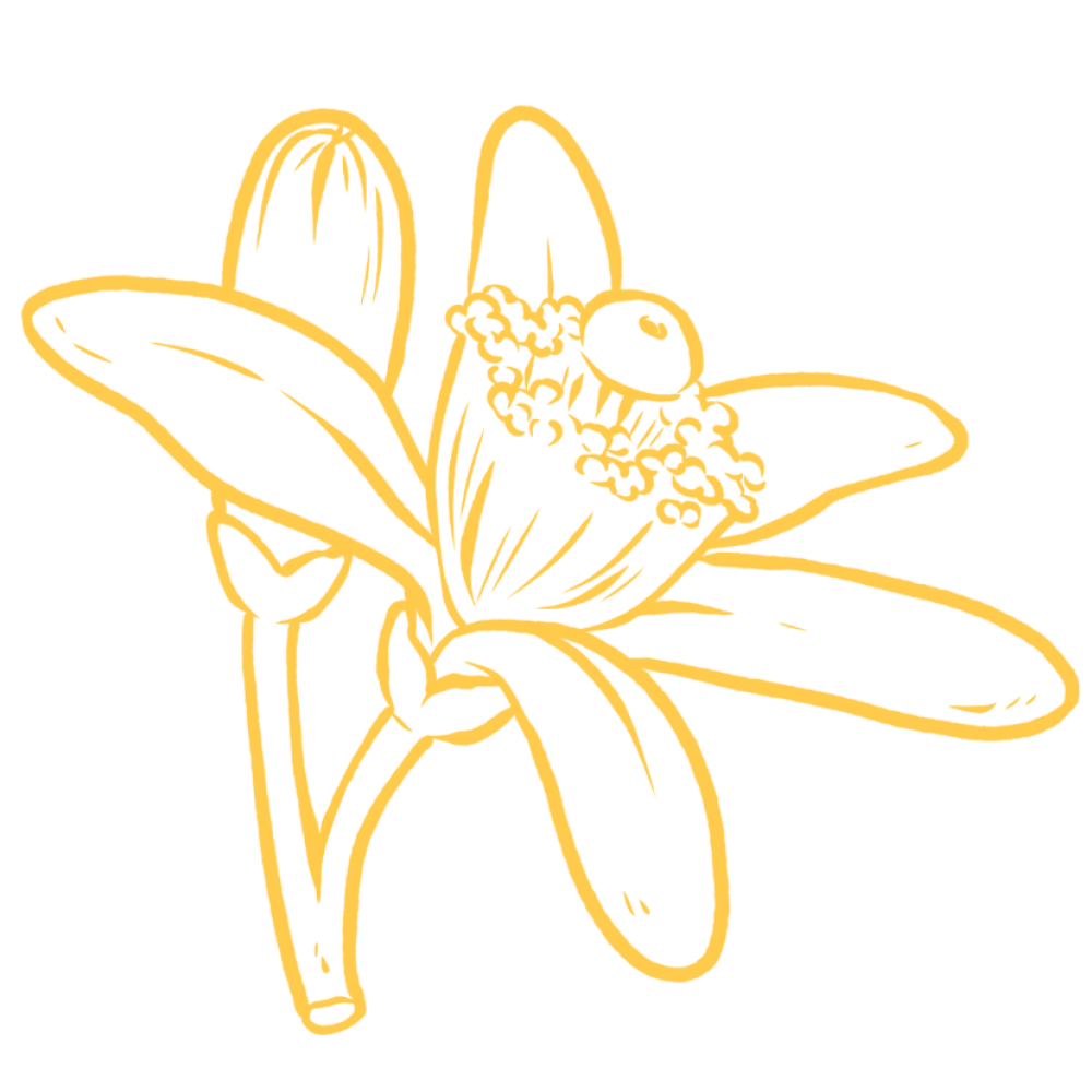 BLOG FLORES 2