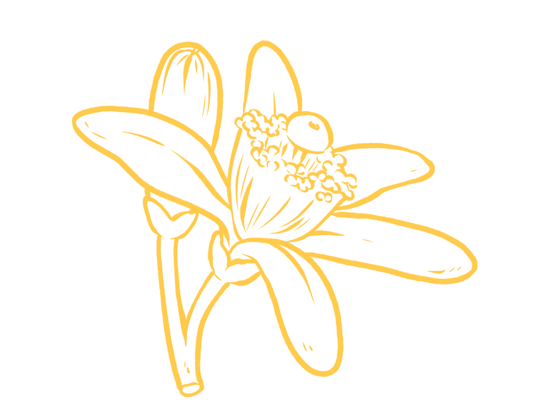 BLOG FLORES 2