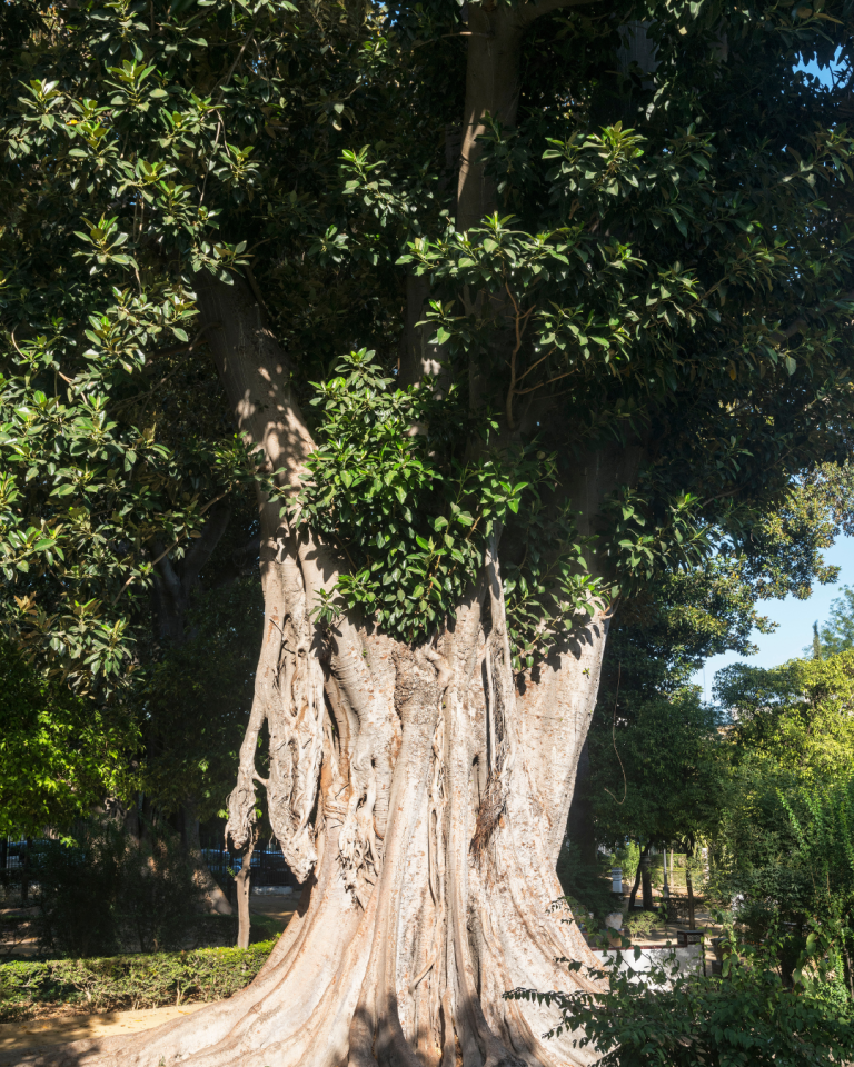 Árboles singulares de Sevilla: gigantes verdes en el corazón de la ciudad